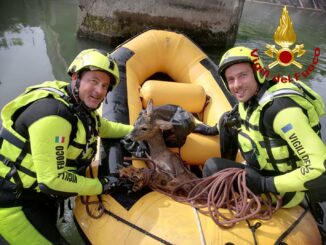 Capriolo salvato dai vigili del fuoco nel canale del Recentino a Terni