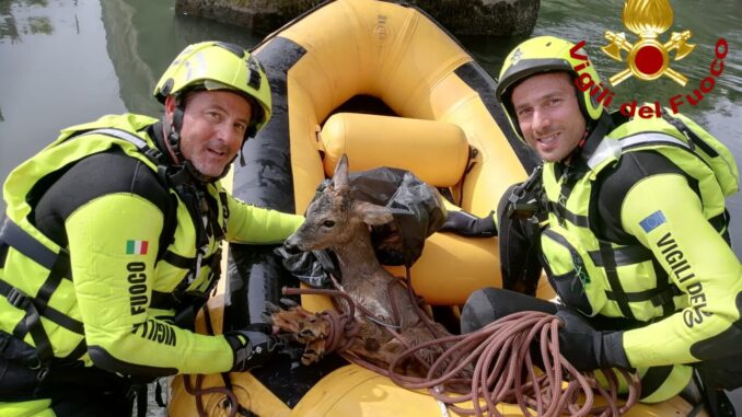 Capriolo salvato dai vigili del fuoco nel canale del Recentino a Terni