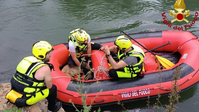 Capriolo nel canale, salvato dai Vigili del Fuoco