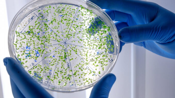 Umbria lancia piano one health contro antibiotico resistenza
