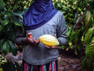 Peace Flavours il progetto colombiano per lo sviluppo rurale