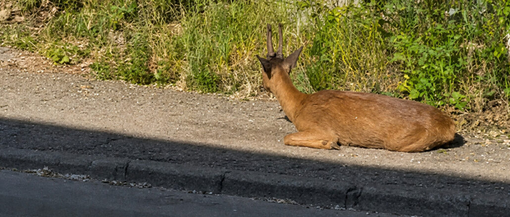 La Polizia Locale salva un animale ferito, un capriolo, a Perugia