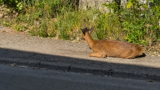 La Polizia Locale salva un animale ferito, un capriolo, a Perugia