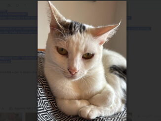 Bianca, la gattina smarrita, la famiglia Malentacchi cerca aiuto