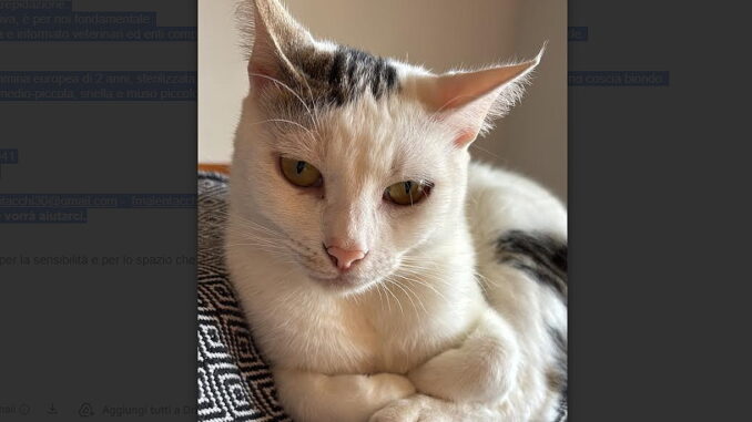 Bianca, la gattina smarrita, la famiglia Malentacchi cerca aiuto