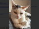 Bianca, la gattina smarrita, la famiglia Malentacchi cerca aiuto