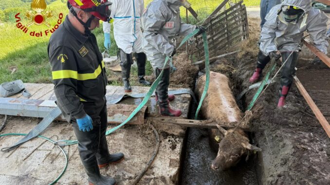 Vigili del fuoco salvano vitello nel canale dei liquami a Valfabbrica