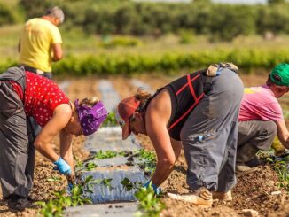 Caporalato in Umbria apre il servizio contro lo sfruttamento