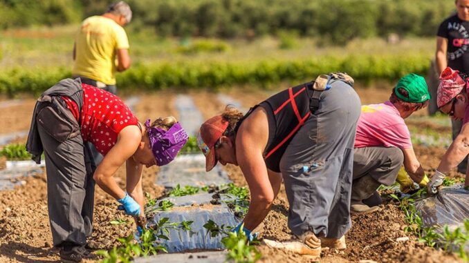 Caporalato in Umbria apre il servizio contro lo sfruttamento