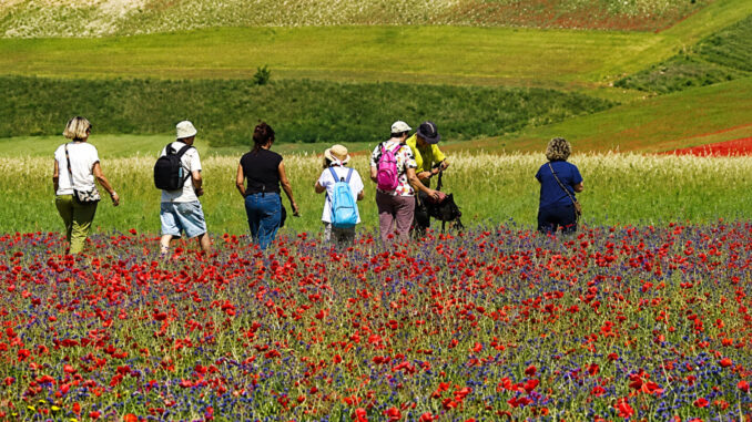 Fioritura Castelluccio: la natura sfida il grande caldo