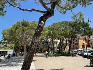 Pini di Perugia salvati dal comitato che scrive alla sindaca