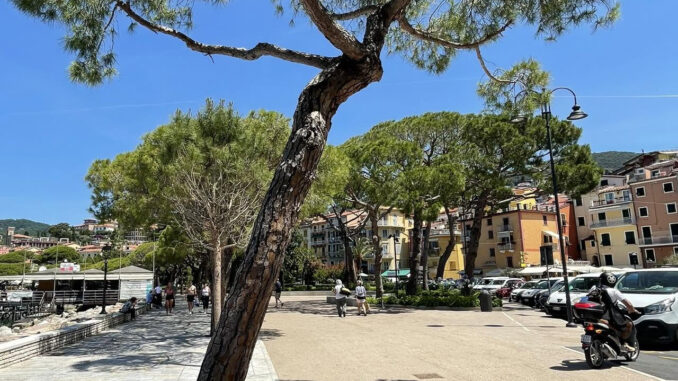 Pini di Perugia salvati dal comitato che scrive alla sindaca