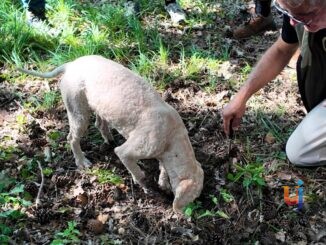 A tartufi con Giuliano a Pietralunga (4)