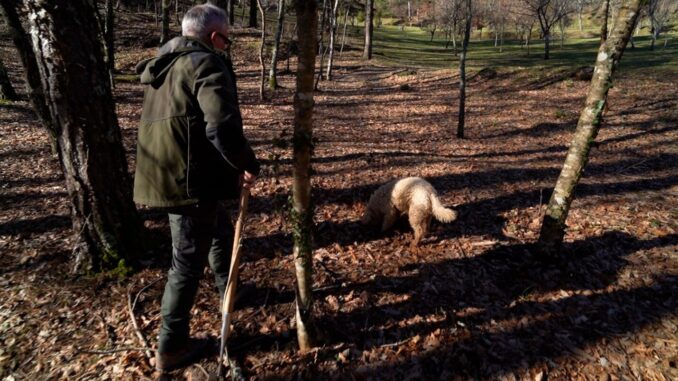 Giuliano Martinelli cerca tartufo