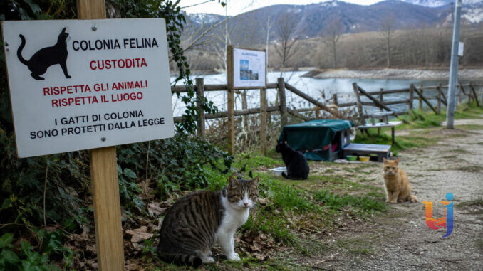 Valfabbrica, spariti i gatti di Barcaccia: chiesti controlli