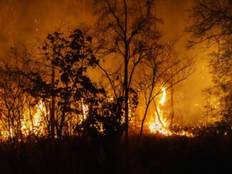 Incendi, uomo causa del 98% dei roghi: allarme dei Forestali Italia