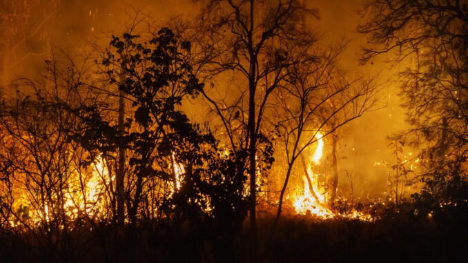 Incendi, uomo causa del 98% dei roghi: allarme dei Forestali Italia