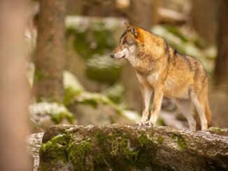 Caso Arrone Europa Verde chiede trasparenza e rigore su lupi