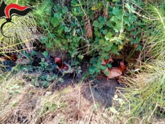 Galline abbandonate in un fosso, denunciato un allevatore