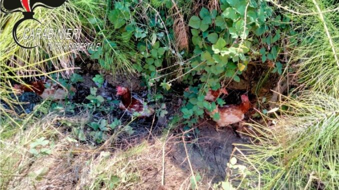 Galline abbandonate in un fosso, denunciato un allevatore