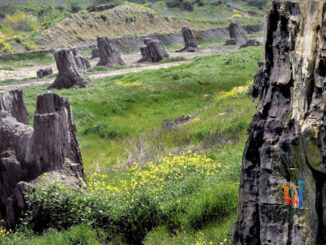 Foresta Fossile, riqualificazione e nuovo bando per gestione