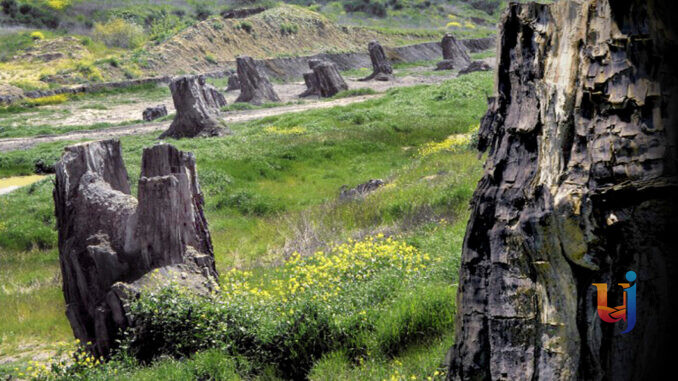 Foresta Fossile, riqualificazione e nuovo bando per gestione