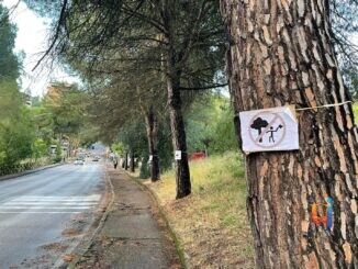 Presidio a Madonna Alta Perugia contro il taglio di quattordici pini