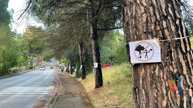 Presidio a Madonna Alta Perugia contro il taglio di quattordici pini