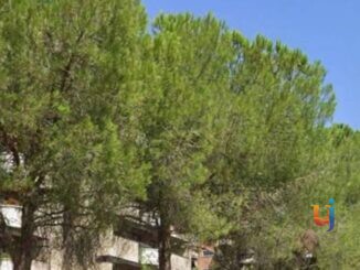 Madonna Alta, saranno abbattuti i quattordici pini storici