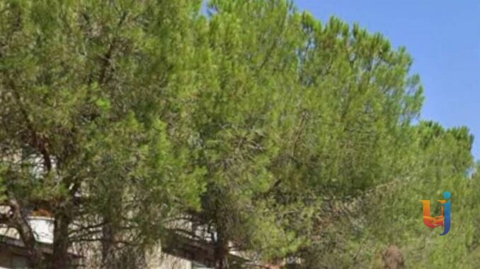 Madonna Alta, saranno abbattuti i quattordici pini storici