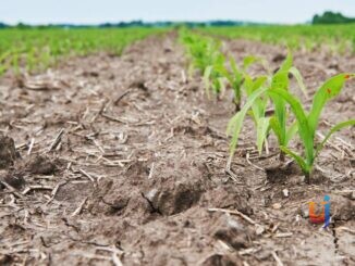 Siccità, maggiorazioni fino all’80% per il carburante agricolo