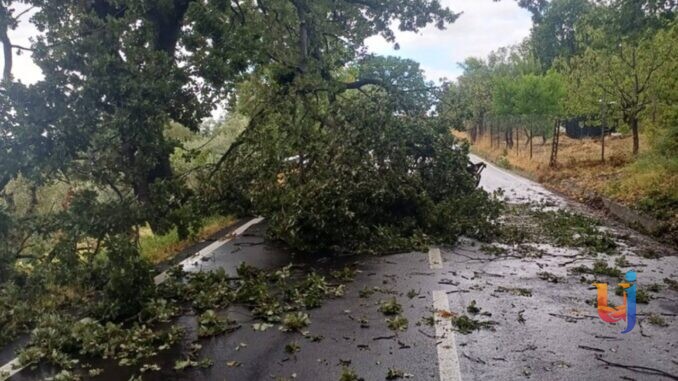 Maltempo Terni: rami caduti e viabilità critica in Orvietano