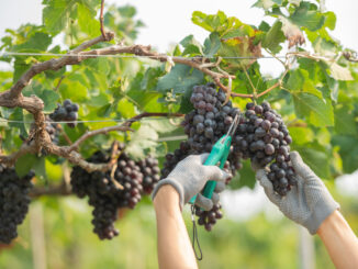 Vendemmia 2026 in anticipo, Umbria punta su qualità e valore
