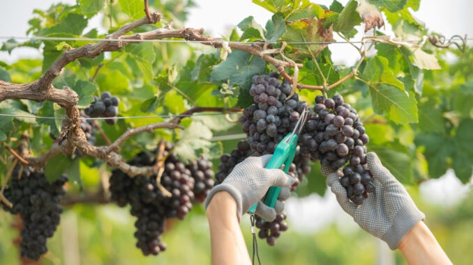 Vendemmia 2026 in anticipo, Umbria punta su qualità e valore