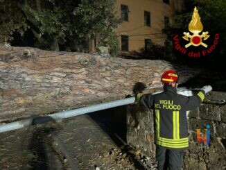 Grosso pino crolla e distrugge il muro dell’ex caserma Piave a Orvieto