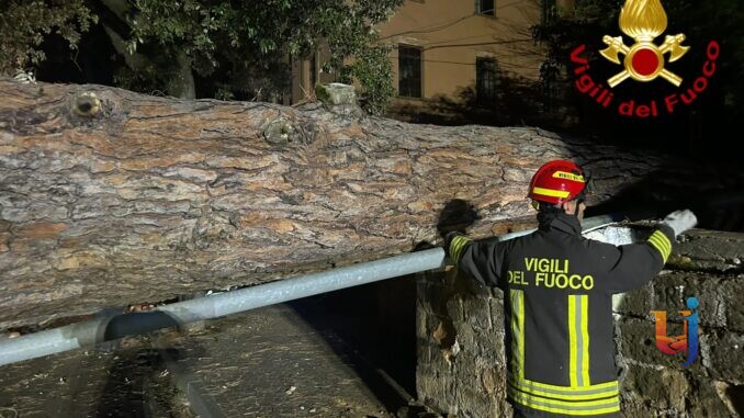 Grosso pino crolla e distrugge il muro dell’ex caserma Piave a Orvieto