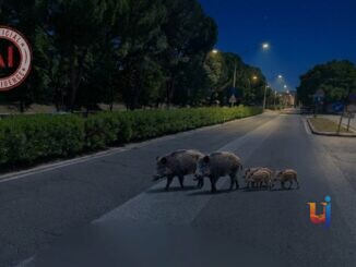 Cinghiali a Terni, Meloni: più abbattimenti e meno danni