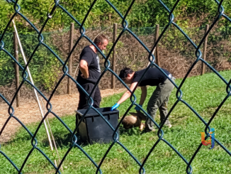 Soccorso il capriolo bloccato nella recinzione a Valfabbrica