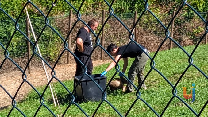 Soccorso il capriolo bloccato nella recinzione a Valfabbrica