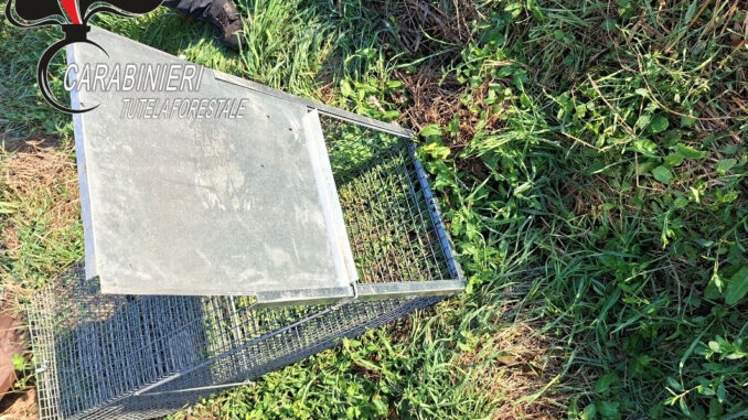 Trappola per fauna selvatica, denunciato un uomo ad Allerona