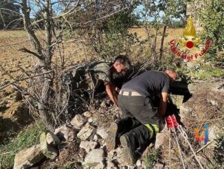 Setter cade in un pozzo, salvata dai Vigili del Fuoco locali