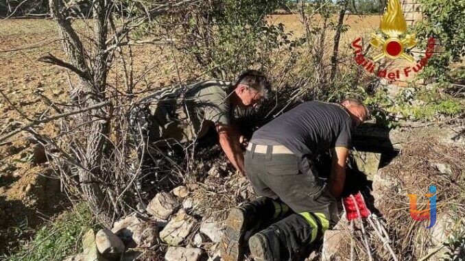Setter cade in un pozzo, salvata dai Vigili del Fuoco locali