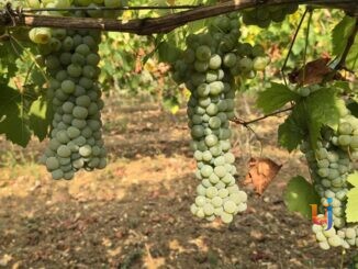 itigno trebbiano spoletino