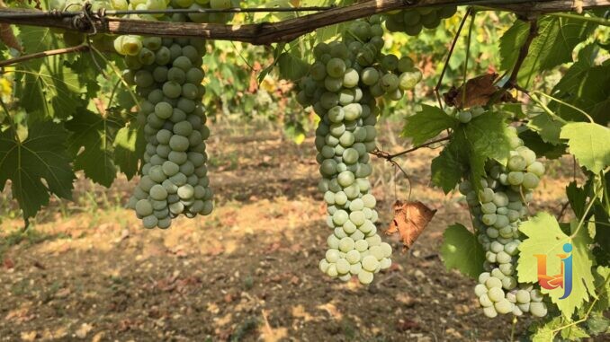 itigno trebbiano spoletino