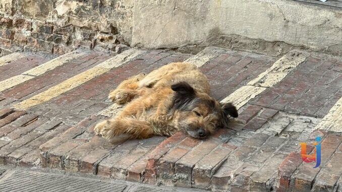 Scomparso Francesco il cane di Italo: appello per ritrovarlo