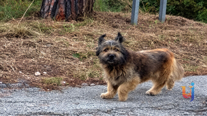 Cane Francesco scomparso, l’ultima foto scattata a Lacugnana